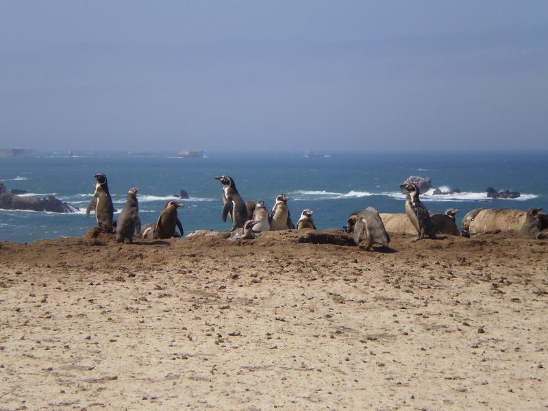 Manchots de Humboldt - Animaux extraordinaires du ZooParc