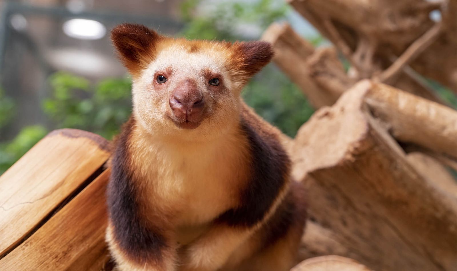 Kangourou arboricole - Animaux extraordinaires du ZooParc