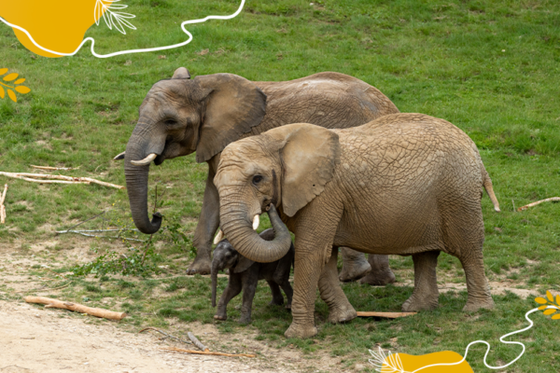 Journée mondiale des éléphants : protégeons ces géants de la biodiversité !