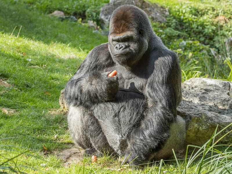 Gorille des plaines de l'Ouest - Animaux extraordinaires du ZooParc