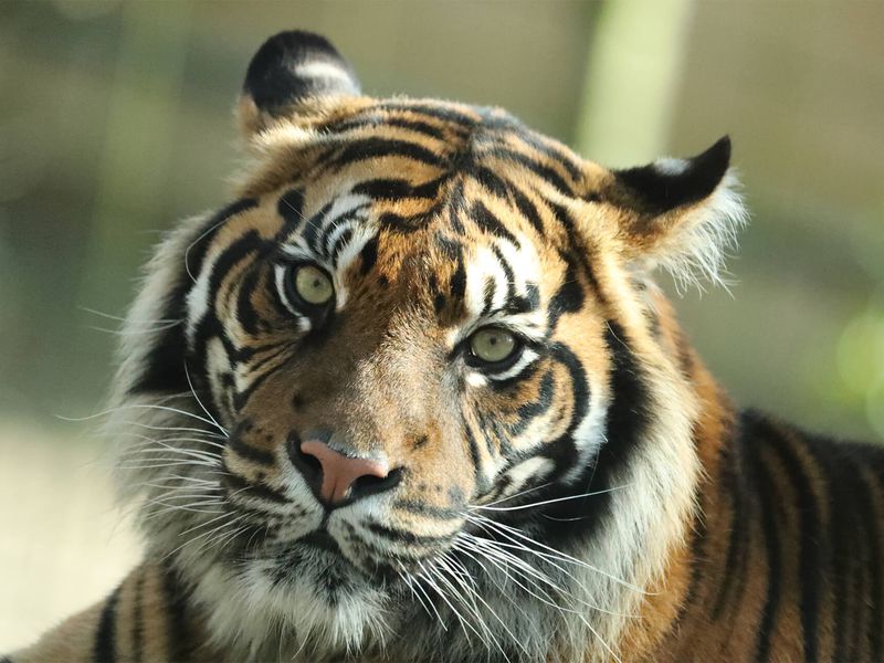 Tigre de Sumatra - Animaux extraordinaires du ZooParc