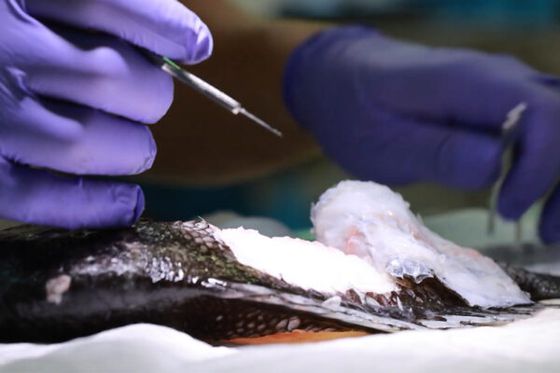 Un cacatoès soigné grâce à une greffe de peau de poisson !
