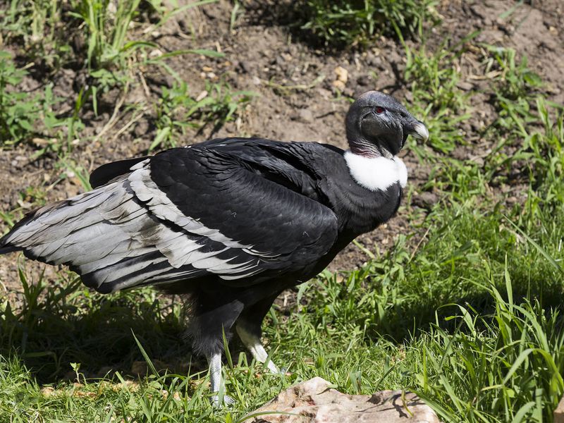 Condor des Andes - Animaux extraordinaires du ZooParc Condor des Andes - Animaux extraordinaires du ZooParc