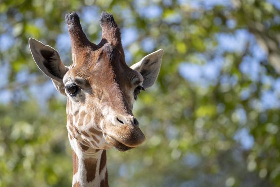 Rencontrez les girafes - Activité familiale Beauval en Coulisses - ZooParc de Beauval