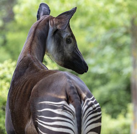 Animation enregistrée okapis - Animation - Activité du ZooParc de Beauval