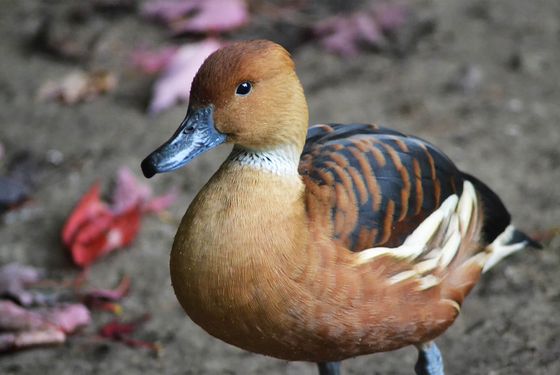 Grande Volière Sud-Américaine - Territoire - ZooParc de Beauval