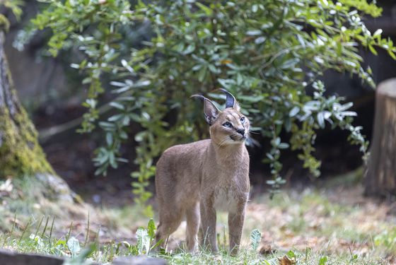 Caracal
