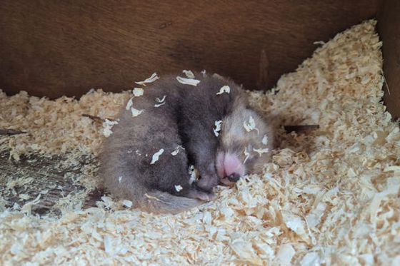 Une nouvelle naissance chez les pandas roux !