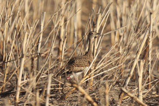 13 Great Bustards reintroduced in Indre-et-Loire to save the species