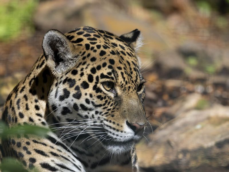 Jaguar - Animaux extraordinaires du ZooParc Jaguar - Animaux extraordinaires du ZooParc