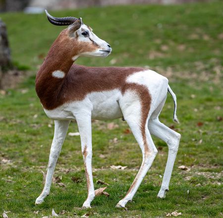 Arrivée gazelles de Mhorr - Nouveauté - Animaux - ZooParc de Beauval