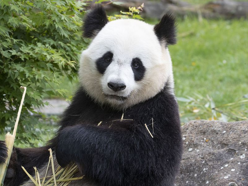 Huan Huan - Panda - ZooParc de Beauval