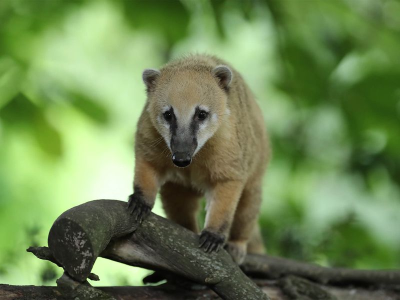 Coati roux - Animaux extraordinaires du ZooParc