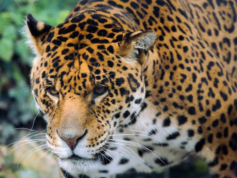 Jaguar - Beauval Nature - Les animaux du Bois des Fauves - ZooParc de Beauval