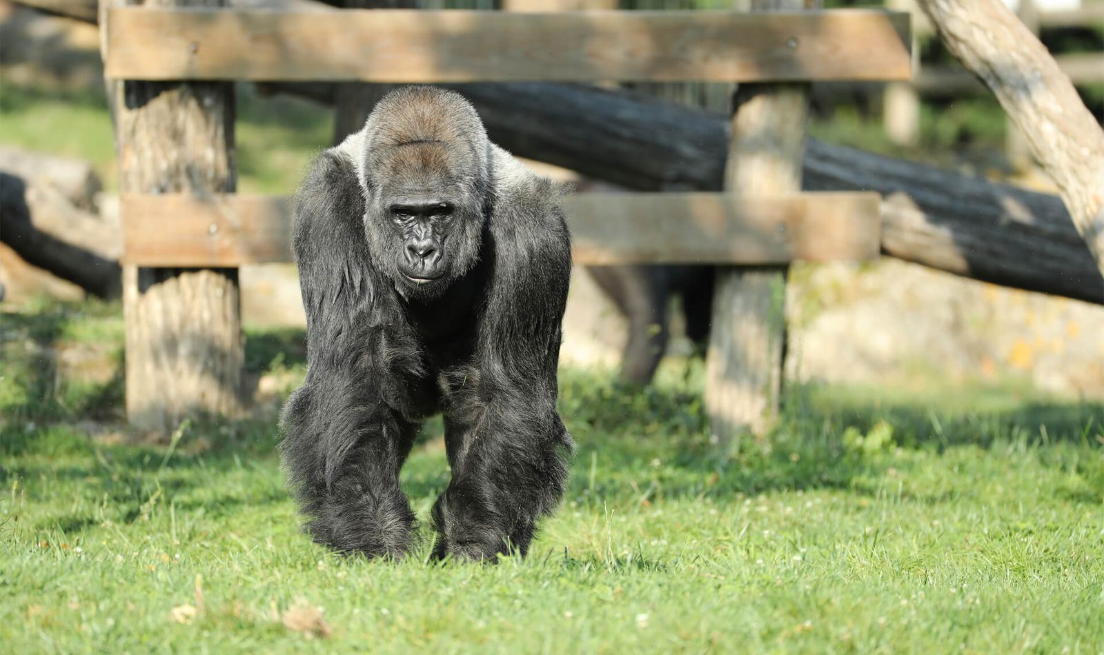 Gorille des plaines de l'Ouest - Animaux extraordinaires du ZooParc