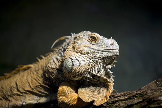 Iguane commun - Les animaux de La Serre des Chimpanzés et Orangs-outans - Vivarium - ZooParc de Beauval Iguane commun - Les animaux de La Serre des Chimpanzés et Orangs-outans - Vivarium - ZooParc de Beauval