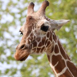 Girafe réticulée - Animaux extraordinaires du ZooParc