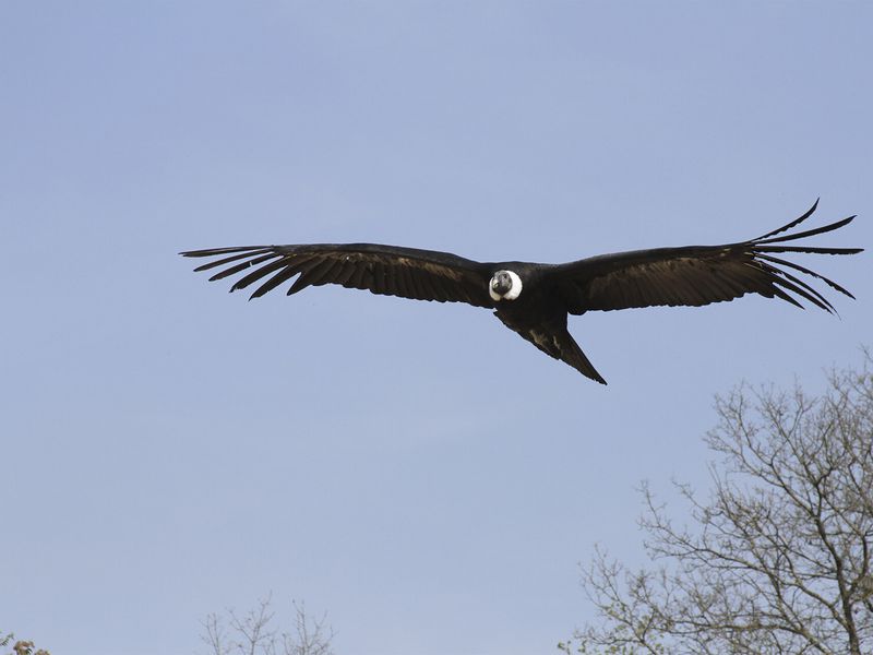 Condor des Andes - Animaux extraordinaires du ZooParc Condor des Andes - Animaux extraordinaires du ZooParc