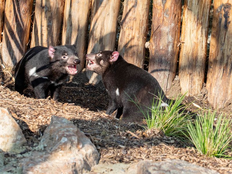 Diables de Tasmanie - Animaux du ZooParc de Beauval