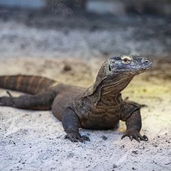 Dragon de Komodo - Animaux extraordinaires du ZooParc