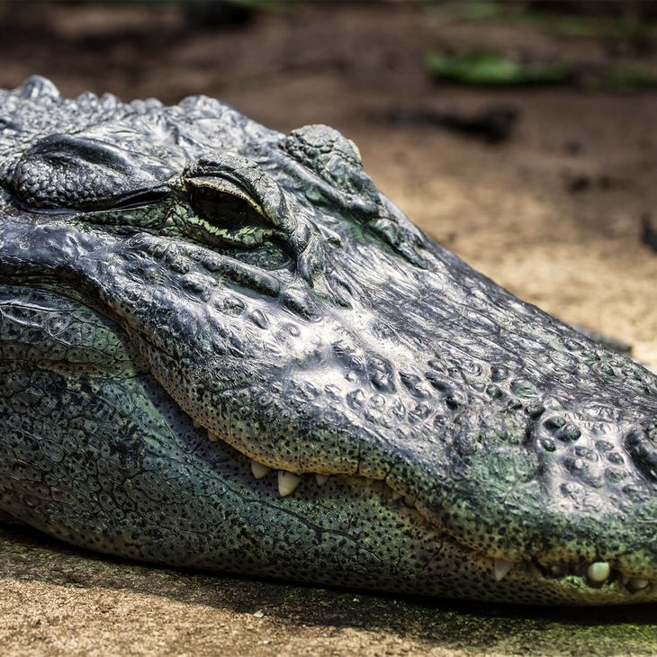 Alligator Du Mississippi Zooparc De Beauval