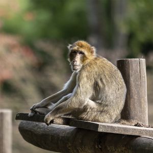 Magot - Animaux extraordinaires du ZooParc