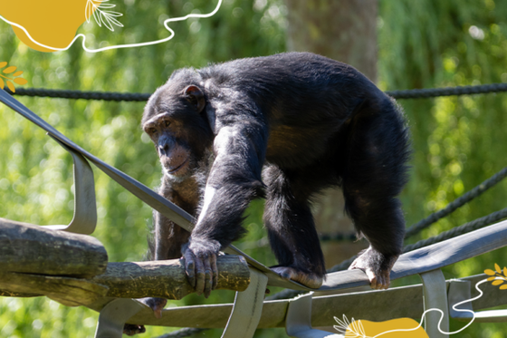 Journée mondiale des Grands Singes : protégeons nos passionnants cousins