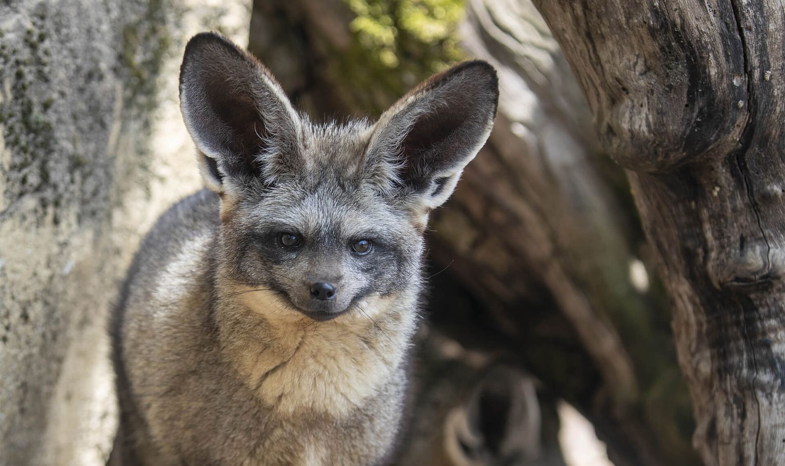 Bat-eared fox - General conditions of sale - ZooParc de Beauval