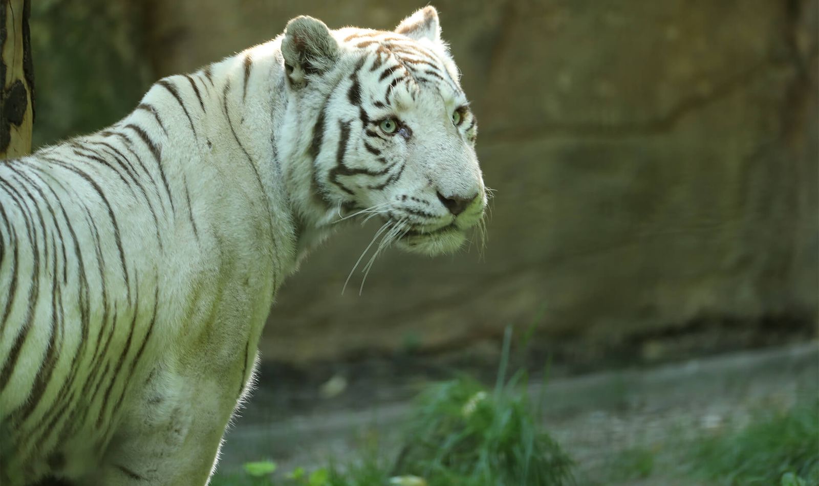 Tigre Blanc Zooparc De Beauval