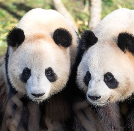Billet du mercredi - Billetterie visite pour les enfants - ZooParc de Beauval