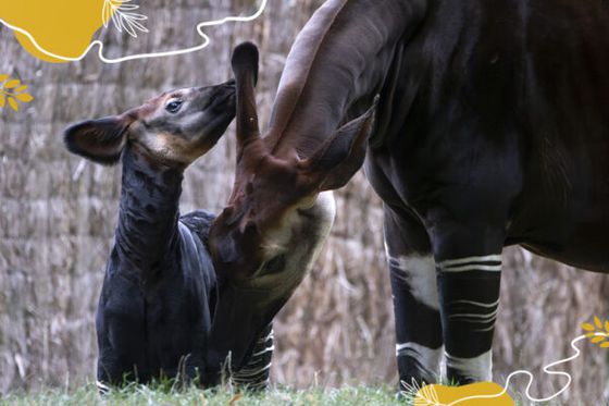 Journée mondiale de l’okapi : 10 ans de mobilisation pour une espèce en danger
