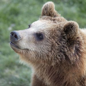 Ours bruns