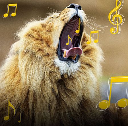 Jeu fête de la musique - Quiz - ZooParc de Beauval