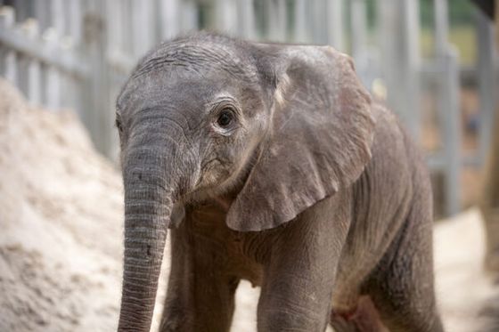 Naissance d’un éléphanteau à Beauval : le bébé de N’Dala se porte bien !