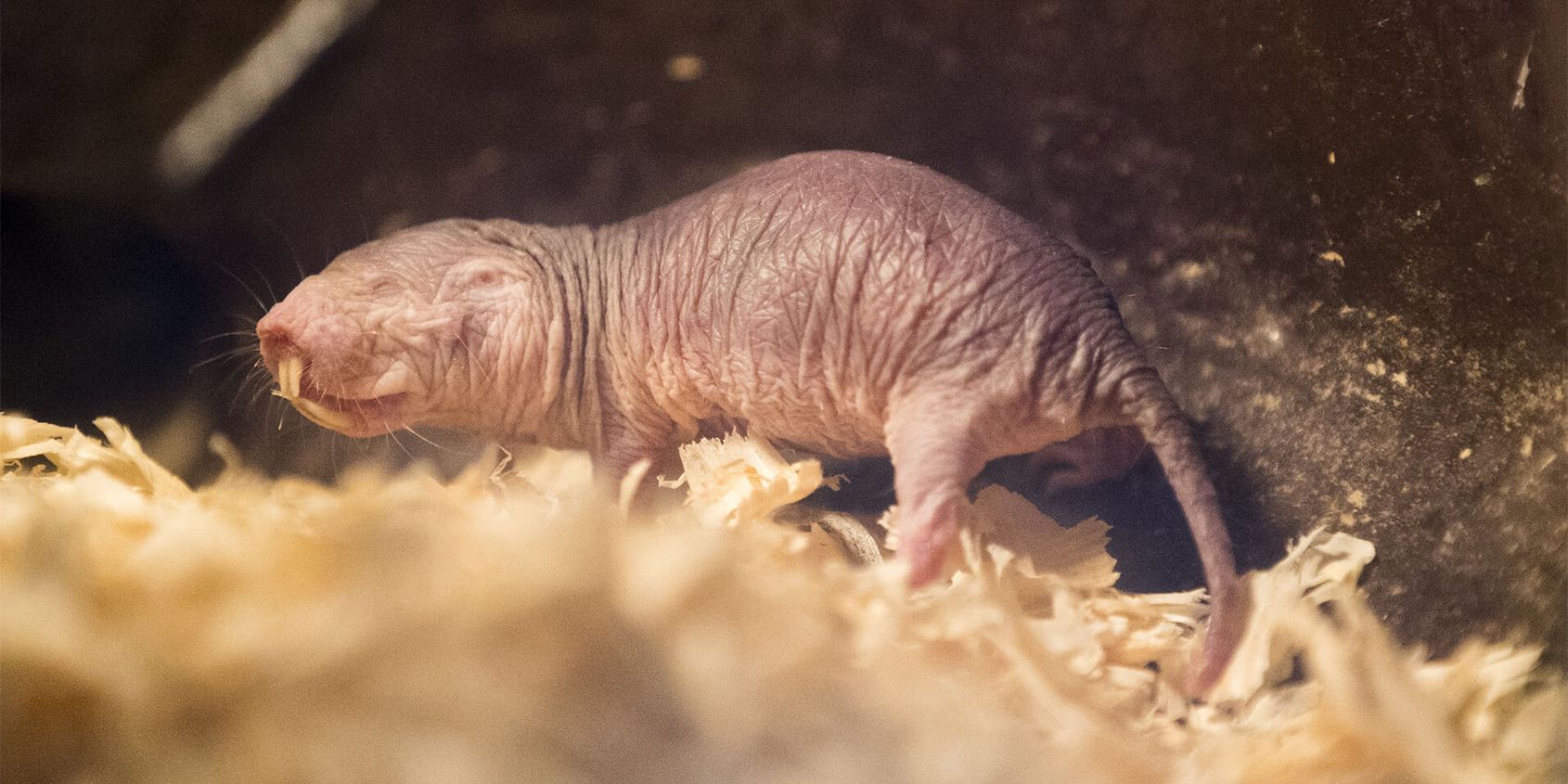 Rat-taupe - Les animaux de La Terre des Lions - ZooParc de Beauval