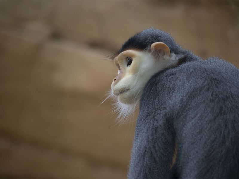 Langur de Douc - Animaux extraordinaires du ZooParc