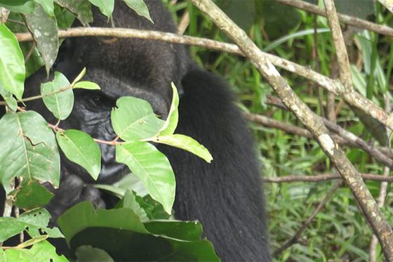 Gorilles au Gabon : carte postale de l’été
