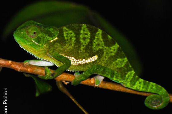 Un catalogue illustré des reptiles et amphibiens du Parc National de Conkouati-Douli !