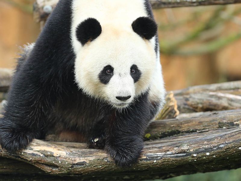 Huan Huan - Panda géant - Les animaux des Hauteurs de Chine - ZooParc de Beauval