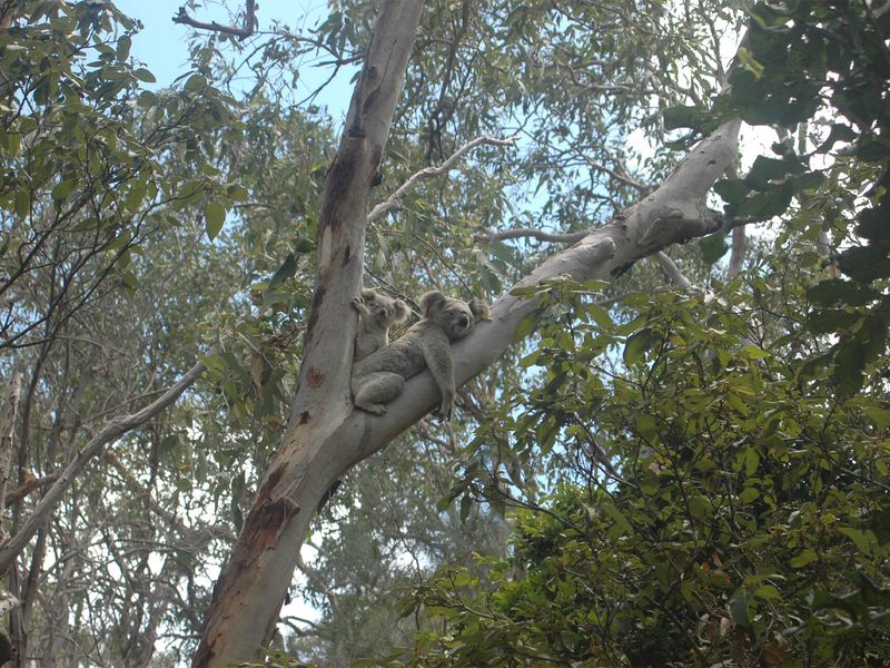 Koala dans la nature - Beauval Nature - ZooParc de Beauval