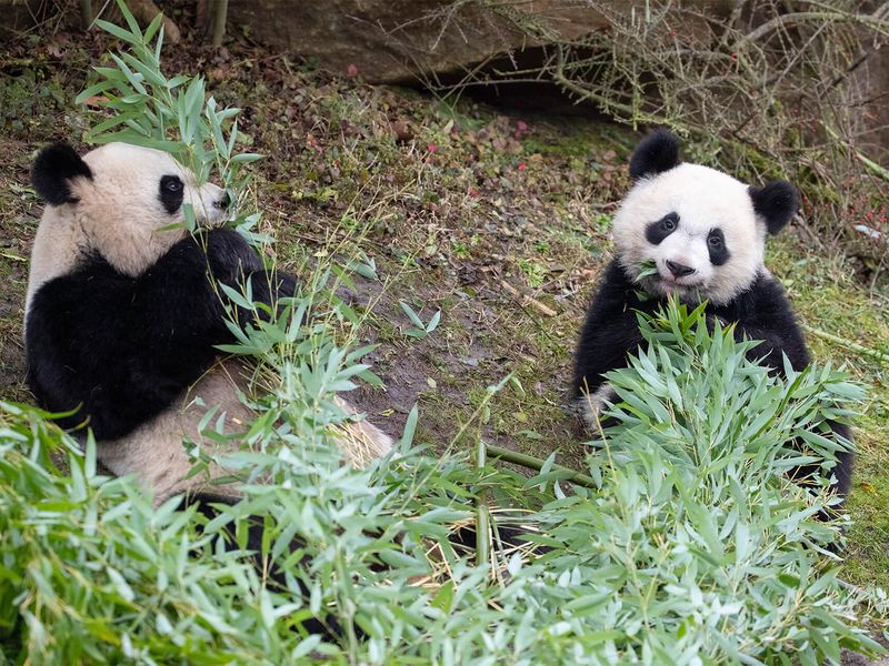 Giant pandas