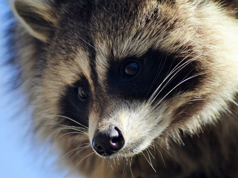 Raton laveur - Animaux extraordinaires du ZooParc