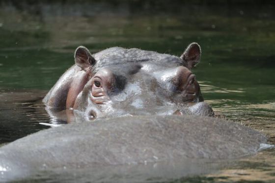 Journée mondiale des hippopotames : découvrons le cheval de rivière !