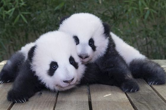 Les jumelles panda bientôt visibles !