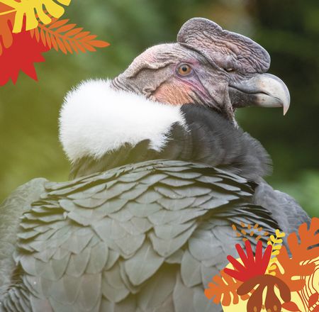 Animations Amérique - Maison Beauval Nature - Visite au ZooParc de Beauval