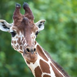 Girafe réticulée - Animaux extraordinaires du ZooParc