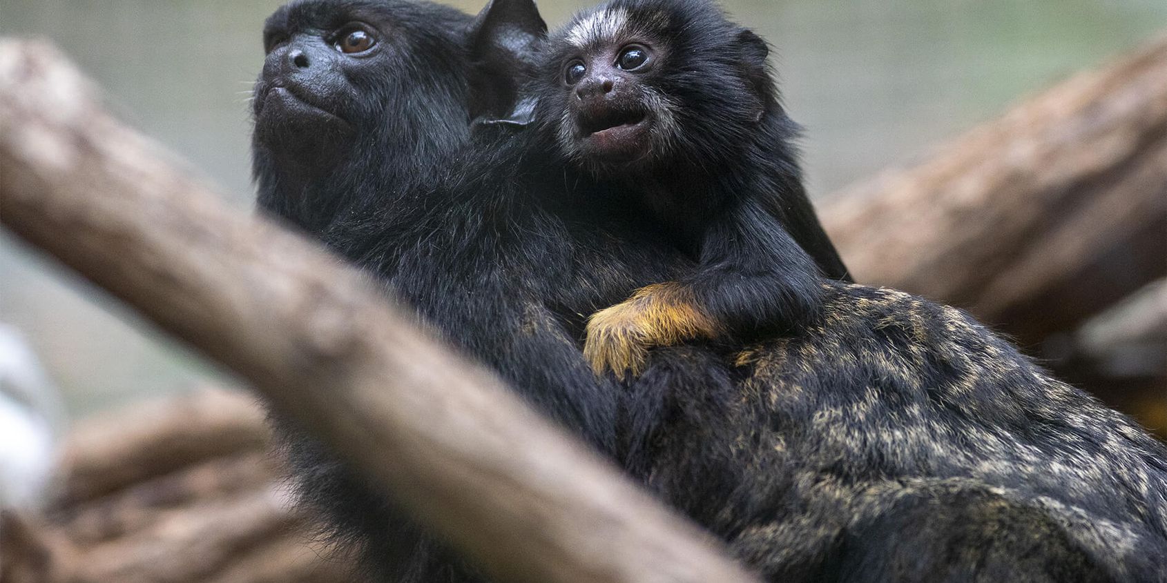 Tamarins à mains rousses - Les animaux de La Serre des Chimpanzés et Orangs-outans - ZooParc de Beauval