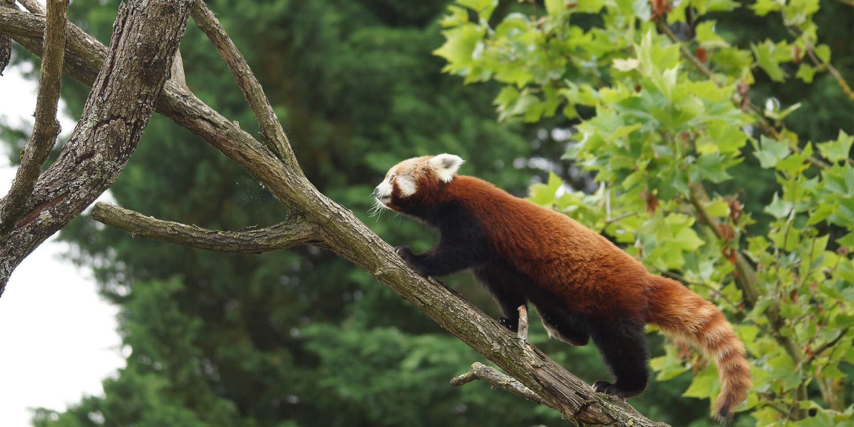 Panda roux - Les animaux des Hauteurs de Chine - ZooParc de Beauval