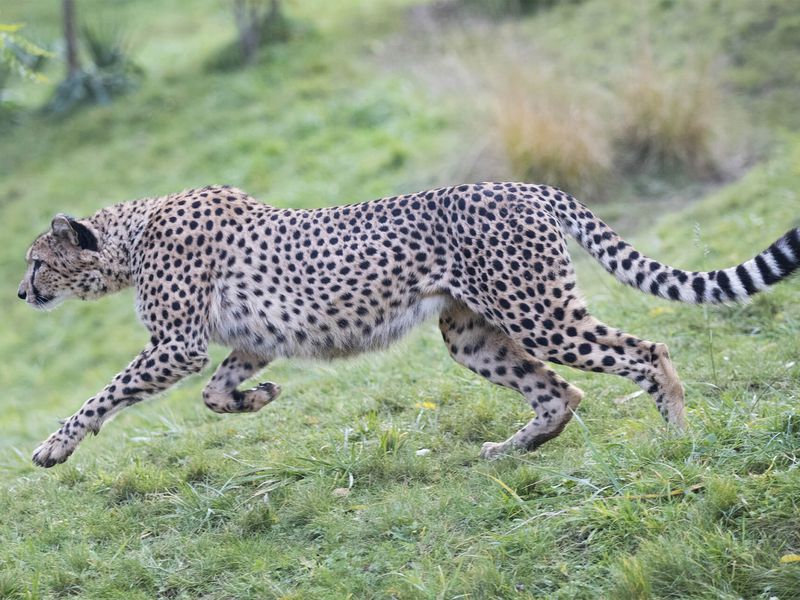 Sprint guépard  - Les animaux du Territoire des Guépards - ZooParc de Beauval