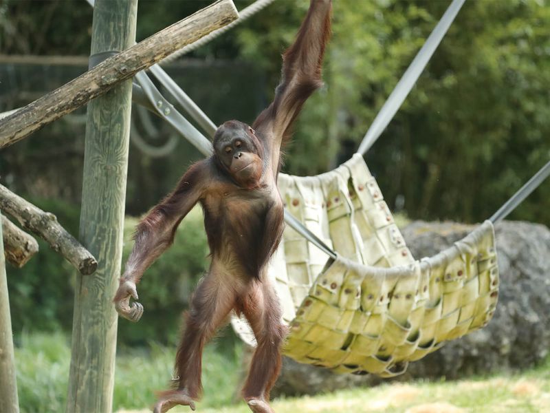 Orang-outan - Animaux extraordinaires du ZooParc